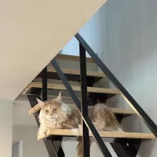 2年点検に伺いました｜吹き抜けのある明るいリビングと猫のいる暮らし