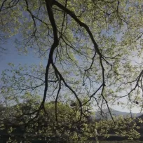 新緑の光と、少し成長した日々