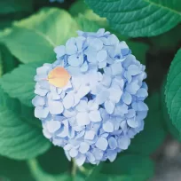 紫陽花がつなぐ、家族の時間