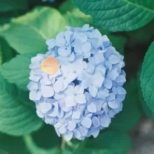 紫陽花がつなぐ、家族の時間